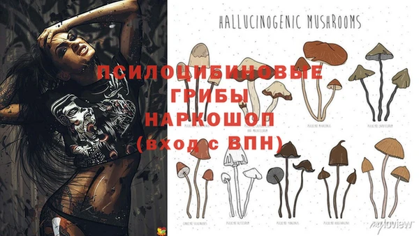 ГАЛЛЮЦИНОГЕННЫЕ ГРИБЫ Аркадак