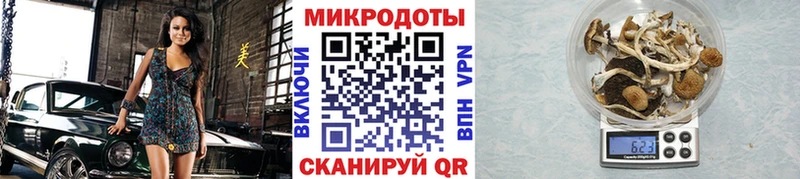 Галлюциногенные грибы ЛСД закладка Новая Ладога